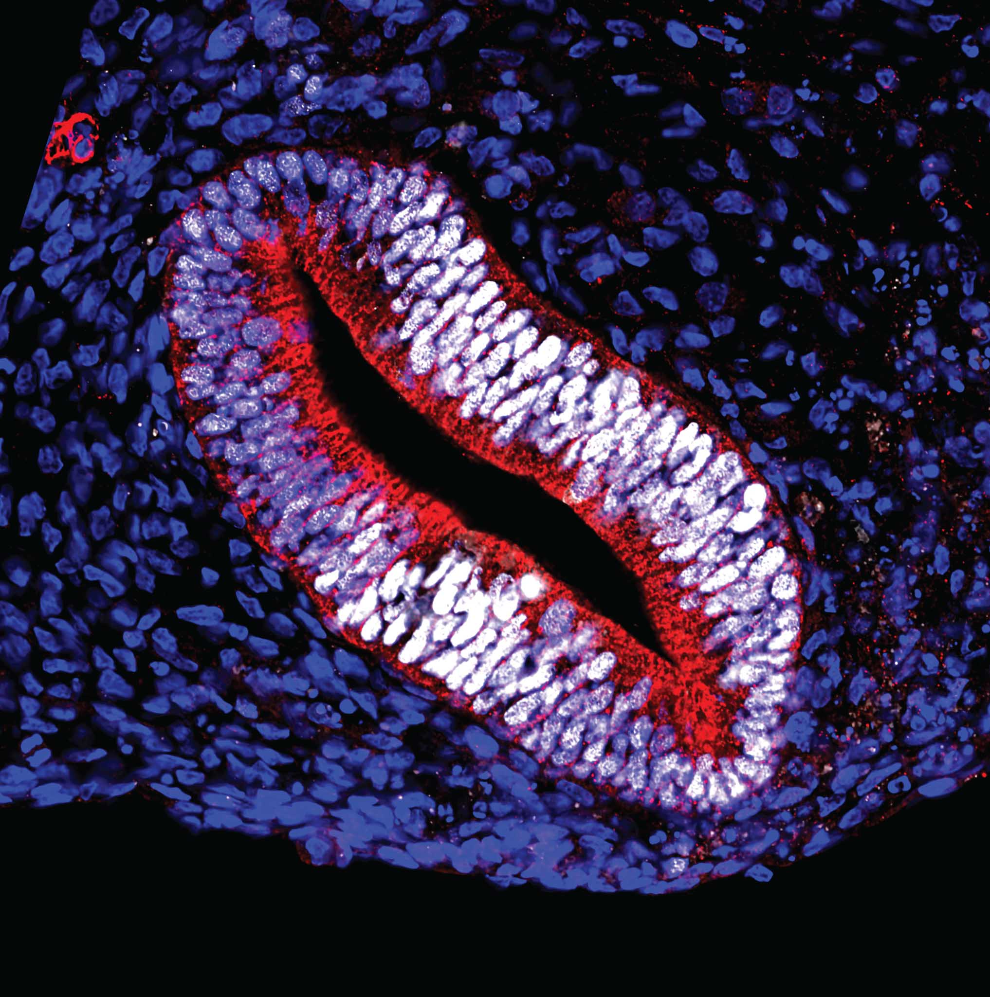 Microscopic organoid image